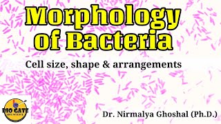 Morphology of Bacteria Size Shape amp Arrangements microbiology [upl. by Ylus]