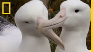 A Royal Albatross Can Fly for 13 Straight Months 👑 Into the Wild New Zealand  Smithsonian Channel [upl. by Llerrah]