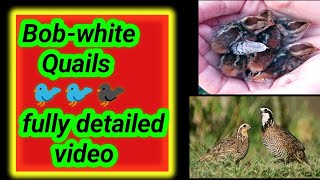 Bob white quail fully detailed video Bobwhite diet  Bobwhite quail eggs and its prices [upl. by Karb]