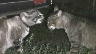 CATS fighting cats talking [upl. by Marzi]