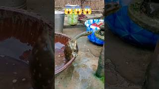 tortoise bigtortoise sneke gopallifevlog gopalvlog [upl. by Madelyn]