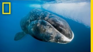 Catching a 200YearOld Whale  Nat Geo Live [upl. by Ahseenak]