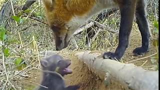 Baby Foxes kits Getting Called To Breakfast [upl. by Landis]