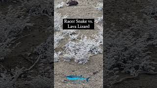 Showdown between a Galapagos racer snake and a lava lizard on Bartolome Island [upl. by Ttelracs]