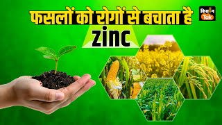 Soil Health Ep 4 संतुलित पोषण स्वस्थ फसल और रोग प्रतिरोधक क्षमता के लिए ज़िंक का महत्व zinc sml [upl. by Amann491]