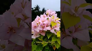 Golden Mauve Bougainvillea❤️❤️ shortsvideo garden bougainvilla viralsong [upl. by Martin]