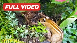 Yellowvented Bulbul Nestling Full Compilation – From Hatchlings to Fledglings Bird Watching [upl. by Junina]