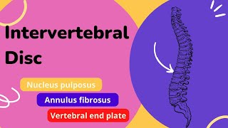 Intervertebral Disc  Components functions and clinical Anatomy of the intervertebral disc [upl. by Ailssa445]