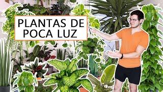 9 Plantas para espacios oscuros [upl. by Abramson]