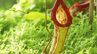 Carnivorous Plants  The Private Life of Plants  David Attenborough  Wildlife  BBC Studios [upl. by Arica769]