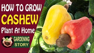 How to Grow Cashew Plant At Home  Gardening Story [upl. by Suter]