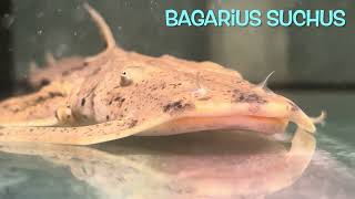 Bagarius suchus [upl. by Roselane]