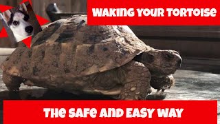 How to wake your tortoise from hibernation  what to do and when [upl. by Bohner]