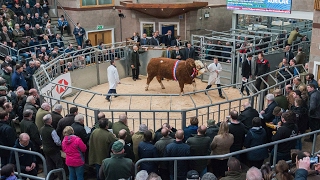 Simmental Bull Sale 14 Bulls prices 10000 gns  21000 gns at Stirling February 19th 2017 [upl. by Mandal]