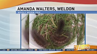 Wooly Worm Reports with Judy Fraser [upl. by Armond]