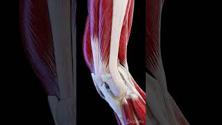 Muscles and ligaments of the moving knee joint anatomy meded 3dmodel [upl. by Rupert]