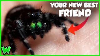 This Spider Will CURE Your Arachnophobia  The Bold Jumping Spider [upl. by Sucramad501]