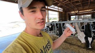 SmaXtec Cow Health Monitoring [upl. by Jephthah224]