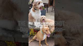 The Video VS The Shot  Dog Training Version with Bo Buster amp Ginger [upl. by Greenfield]