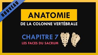 Anatomie De La Colonne VertÃ©brale  Chapitre 7  Les faces du sacrum [upl. by Liv]