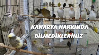 KANARYA HAKKINDA BİLGİ ÜRETİCİ ABİMİZDEN [upl. by Pattani]