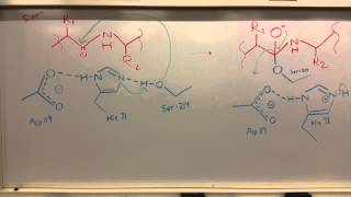 Pancreatic Elastase [upl. by Nial696]