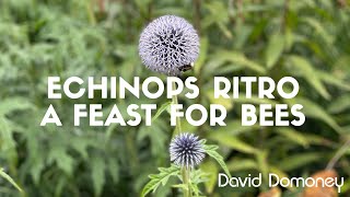 Echinops Ritro a feast for bees 🐝🐝🐝🐝🐝 [upl. by Minny]