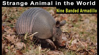 Nine Banded Armadillo [upl. by Reffotsirhc]