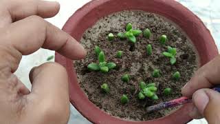 How to Grow Delosperma Echinatum from Cutting  Pickle Plant  Ice Plant  Succulent Propagation [upl. by Eiznil915]