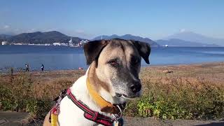 DOG amp MTFUJI 🐶🗻 warm November day🌞 [upl. by Artimid]