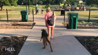 2 Year Old Airedale Terrier  Best Airedale Dog Training  Off Leash K9  Board and Train  Oklahoma [upl. by Yrahcaz]