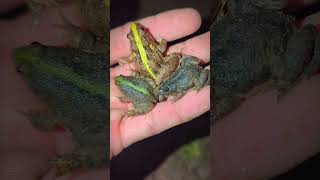 Catching funny frogs makes you laugh  Funny train frog  tep longheng funny [upl. by Silsby]