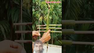 Bamboo creation with 3 singsorts bamboo bamboogun diy shortviralvideo [upl. by Noleta]