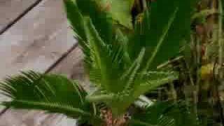 cycad time lapse  new fronds growing on cycas revoluta [upl. by Quickel]