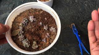 HOW TO TRANSFER A LEAF PROPAGATED PUP TO ITS INDIVIDUAL POT   SUCCULENT CARE TIPS [upl. by Lenad452]