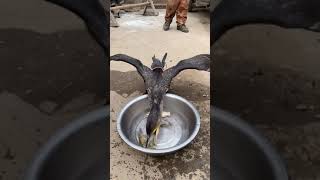 great cormorant eats the whole fish instantly [upl. by Odnama756]