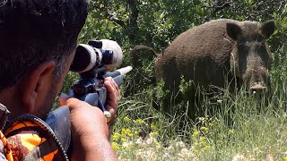 Top DANGEROUS BOAR Hunts FEARLESS Dogs Extreme CloseUp Rifle Shots hunting wildlife [upl. by Itsyrc]