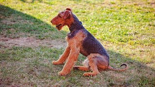 Airedale Terriers Training for Agility Courses [upl. by Erv]