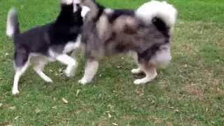 Siberian husky VS Alaskan Malamute [upl. by Packer]