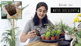 All You Need to Know About Watering Succulents [upl. by Eniamor880]