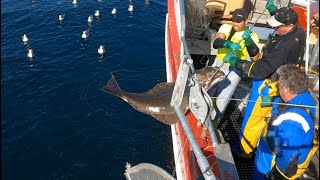 Halibut Fishing Longline Kveitefiske Sørøya Finnmark Norway Summer 2023 4K HD [upl. by Rori]