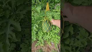 Vining Cucurbits  An Easy Tomato Option  🍅 🍉🍈🥒 [upl. by Barny]