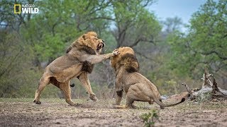 African Lions  National Geographic Documentary [upl. by Jennifer]