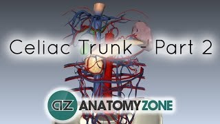 Celiac ArteryTrunk  Part 2  Anatomy Tutorial [upl. by Paolo198]