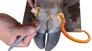 Cleaning and treating infections in cows hooves [upl. by Cottrell]