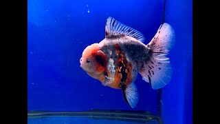 18 CM Goldfish Oranda SQ OLT Show Good Fish Maskoki Oranda Calico  IMGF00099 [upl. by Ahsilak]