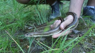 🐍 Culebra de Escalera Rhinechis scalaris  Zamenis scalaris  Adulta y juvenil 🐍 [upl. by Raila]