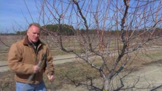 Pruning a Mature Peach Tree [upl. by Bruner986]