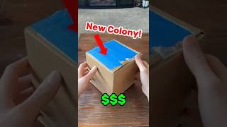 New Big Headed Colony 🐜🤝 ants antkeeper antkeeping unboxing queenant antcolony [upl. by Olimac]