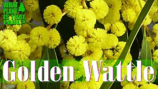 Why you NEED to Prune your ACACIA TREE Sydney Golden Wattle [upl. by Aigroeg]